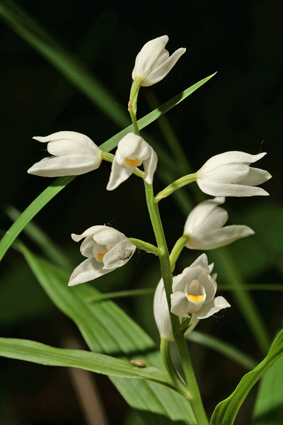 Fiori bianchi da determinare